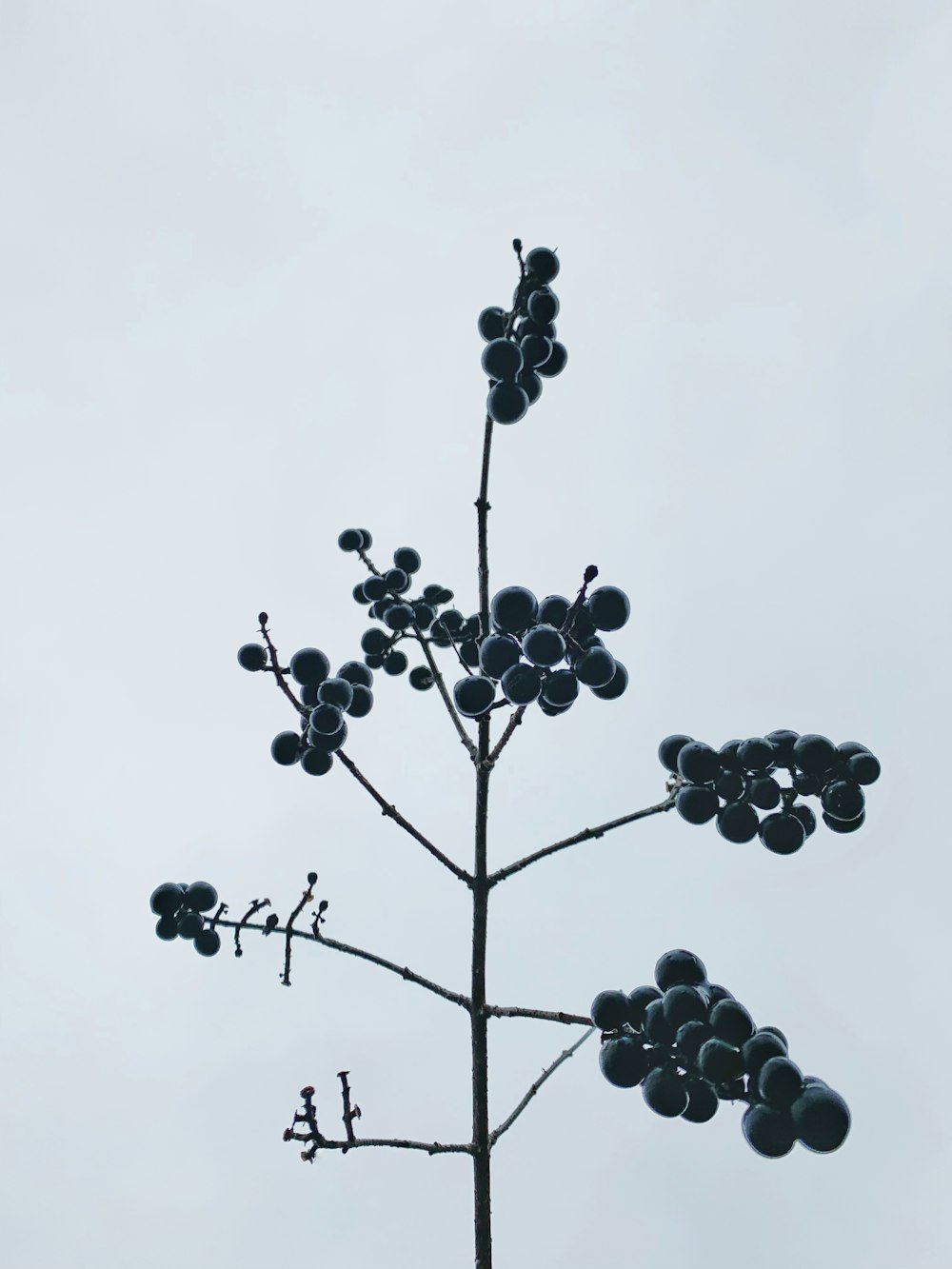black round fruits on tree branch