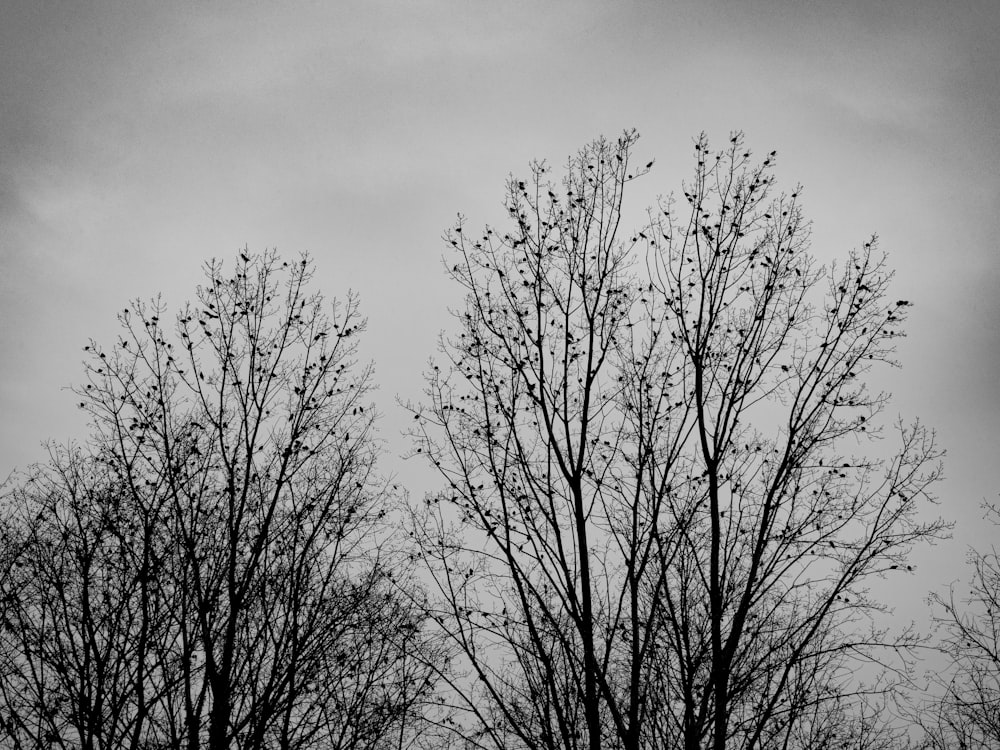 leafless tree under cloudy sky