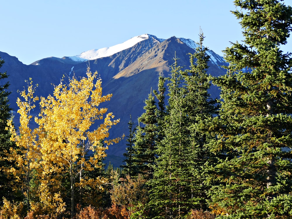 green and yellow trees near mountain under blue sky during daytime