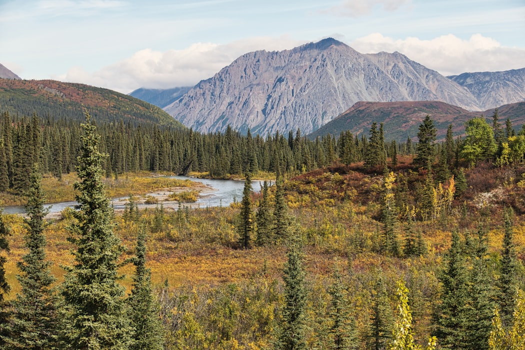 Green pine trees next to a river winding in front of a sunny mountain.