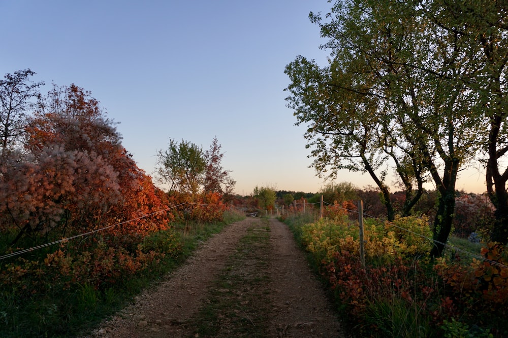 brown pathway between green and brown trees under blue sky during daytime