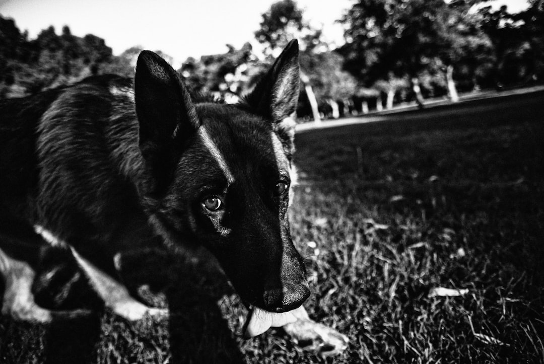 grayscale photo of a dog on grass field