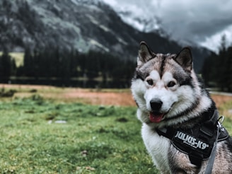 siberian husky on green grass field during daytime