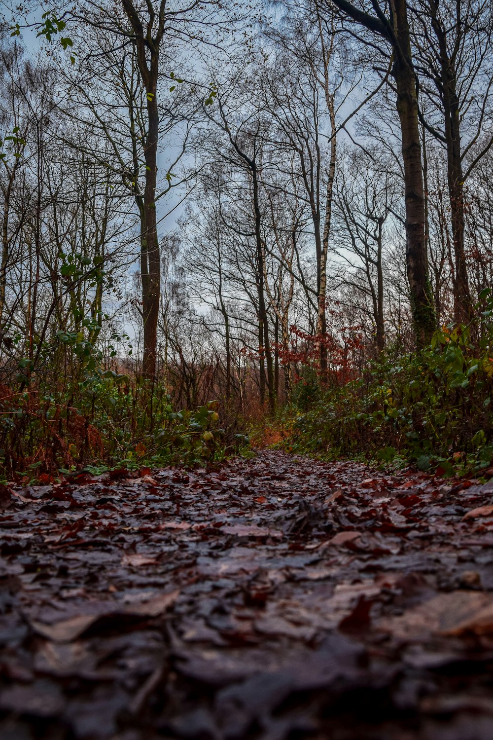 brown dried leaves on ground