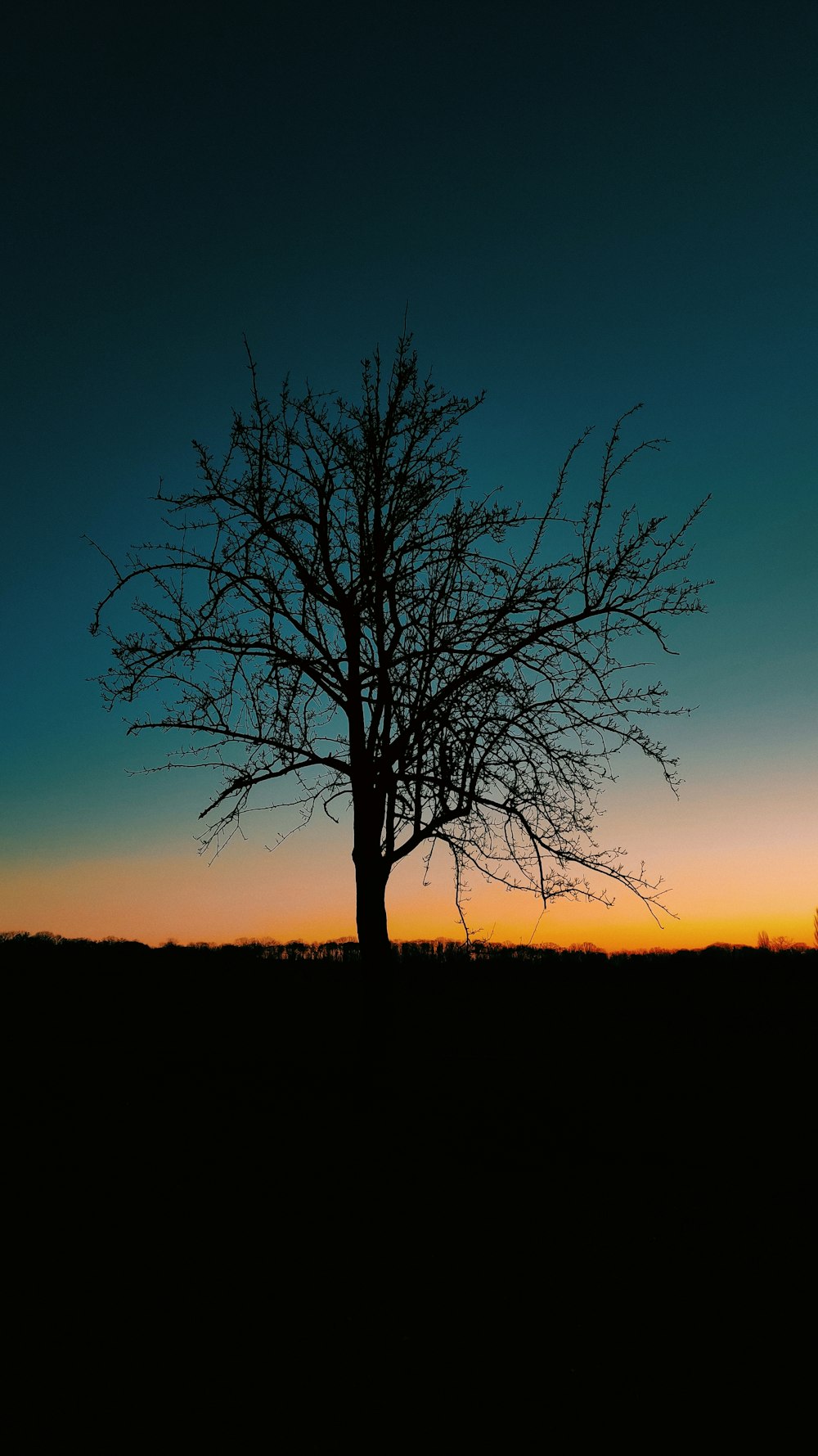 silhouette of bare tree during sunset