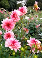 Colorful flowers blooming in a peaceful garden setting.