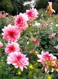 Colorful flowers blooming in a peaceful garden setting.