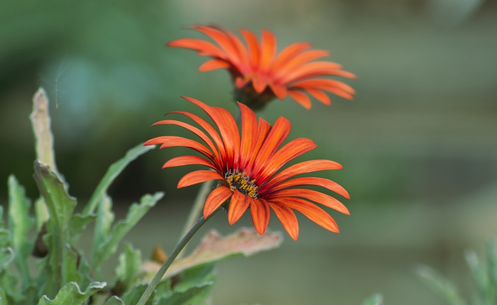 red flower in tilt shift lens