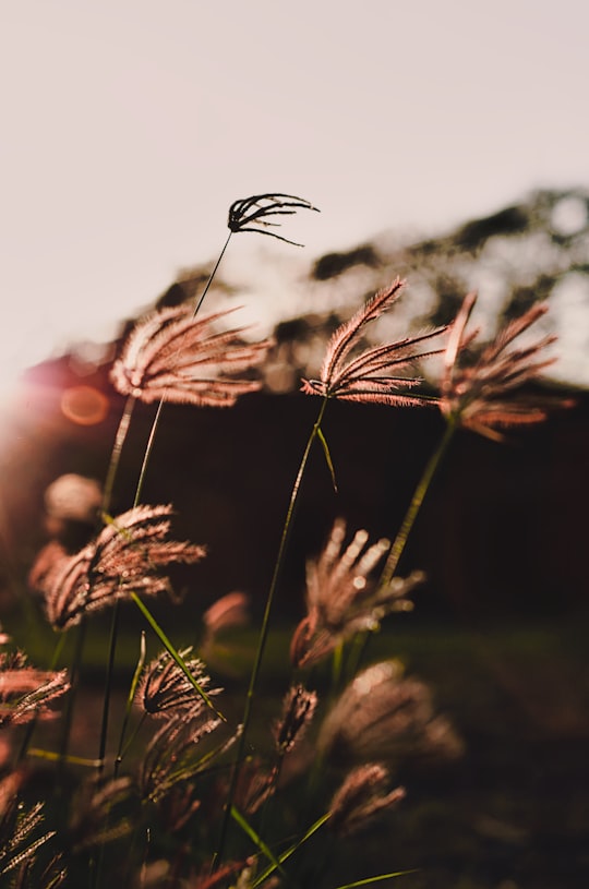 brown plant in tilt shift lens in Santo Domingo Dominican Republic