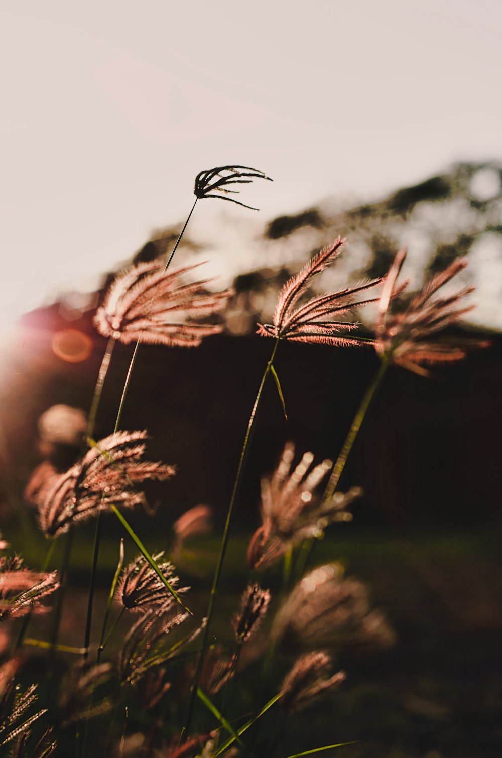 brown plant in tilt shift lens