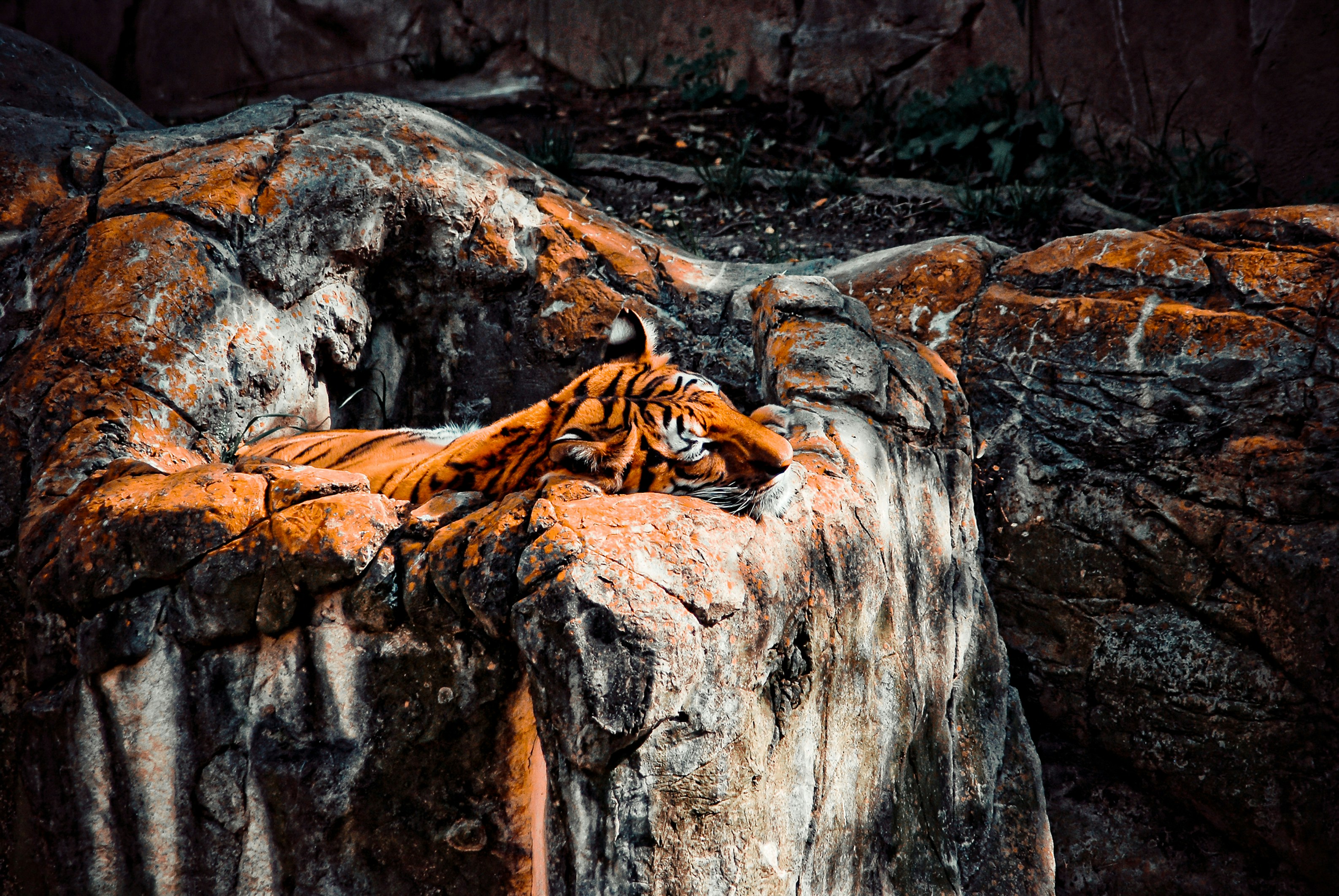 Tiger sleeping at San Antonio Zoo, Texas.