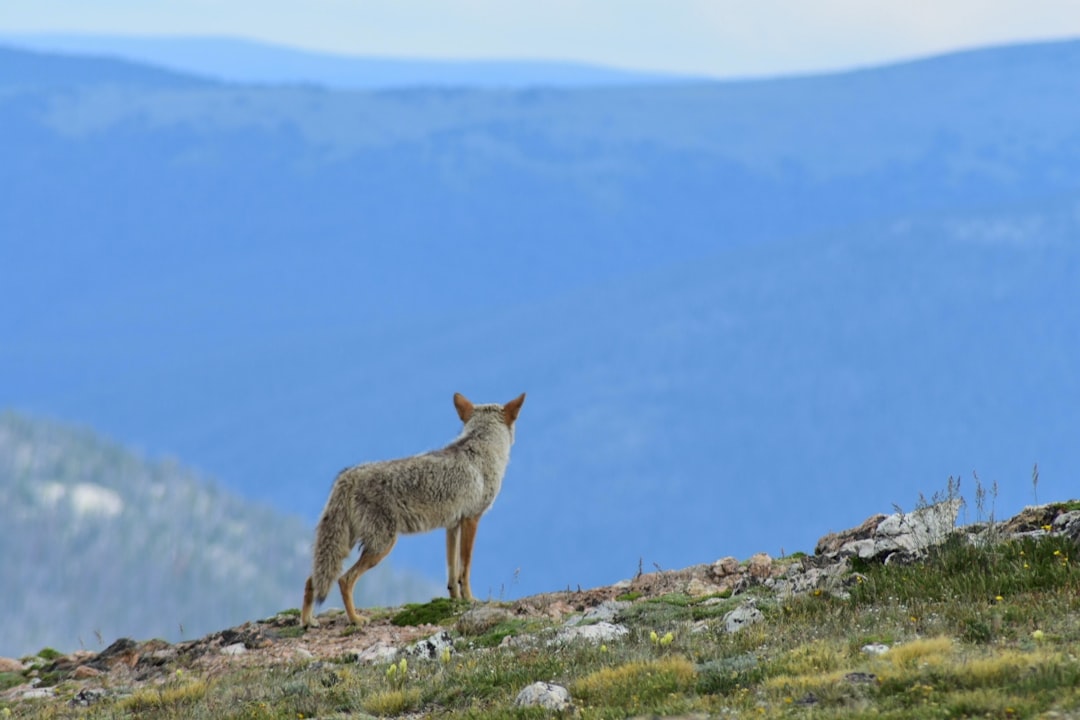  brown and white fox on green grass during daytime coyote