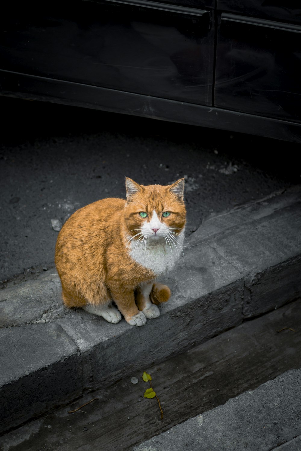 黒い木製のベンチにオレンジ色のぶち猫