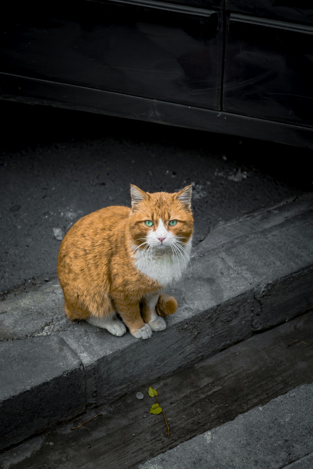 orange tabby cat on black wooden bench