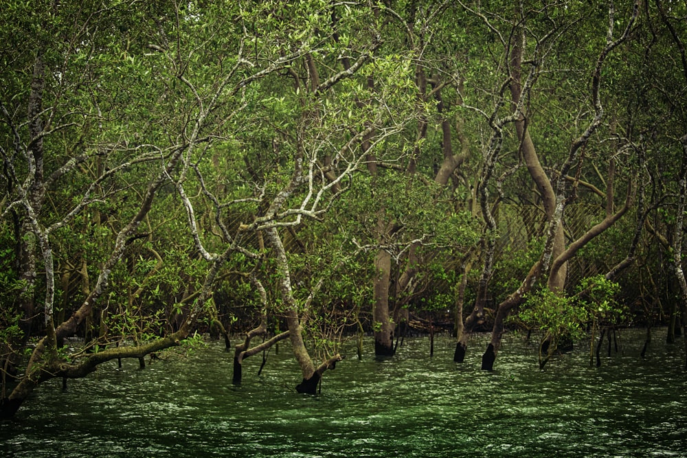 arbres verts sur un champ d’herbe verte pendant la journée