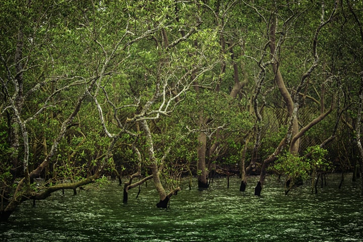 The terrible story of the Sundarbans