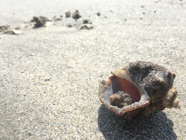 A close-up view of a conch shell partially buried in sand, with grains of sand scattered over its surface. The shell displays a textured exterior and an inner pinkish hue. The background features a sandy beach with small clumps of sand.