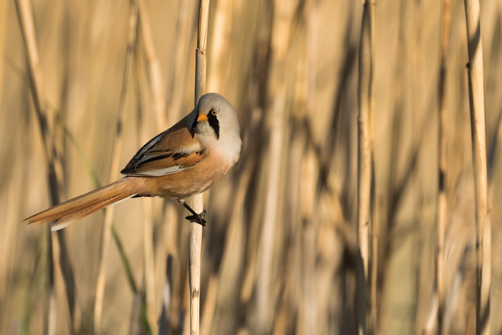 white and brown bird on brown wooden stick