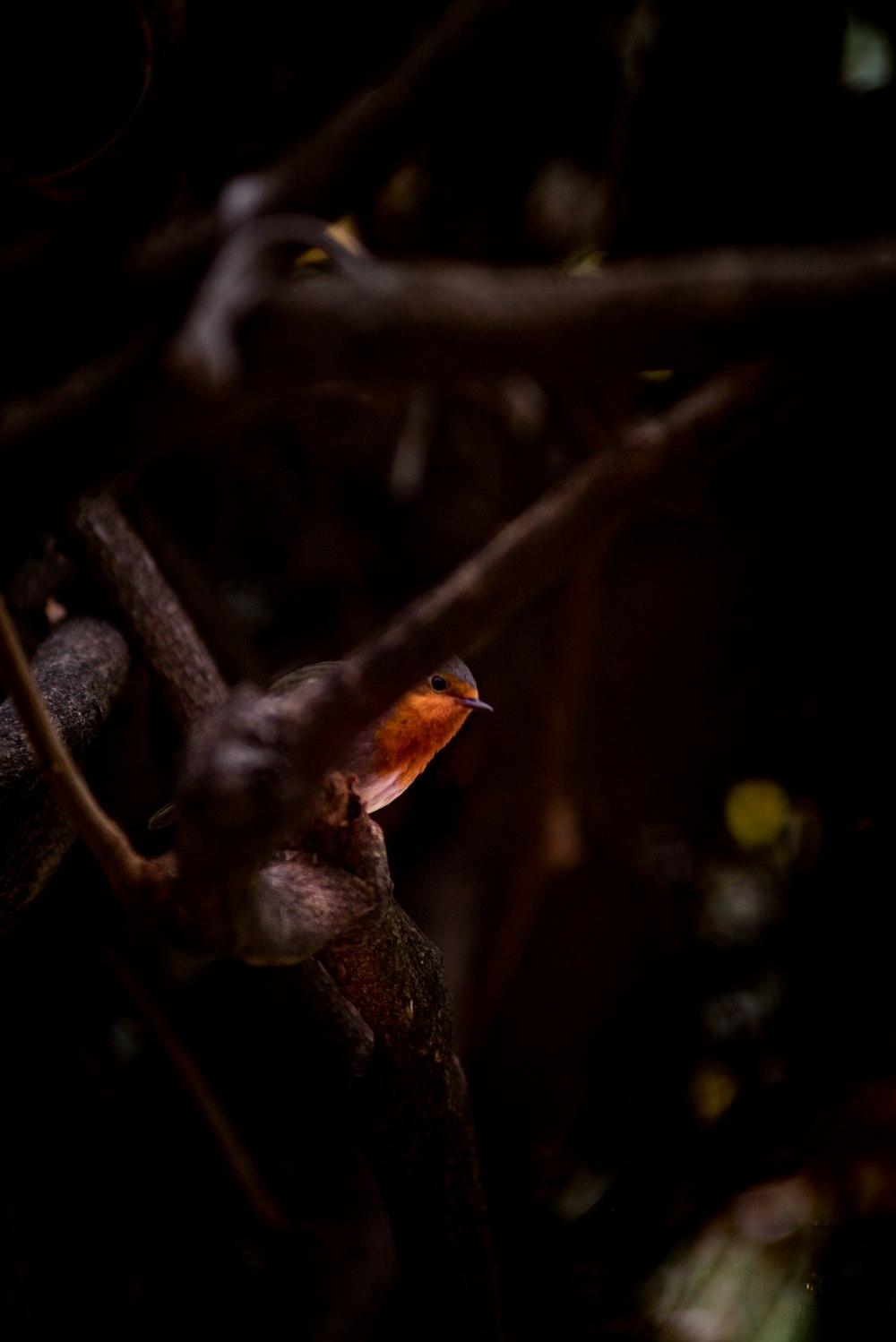 black and brown bird on tree branch