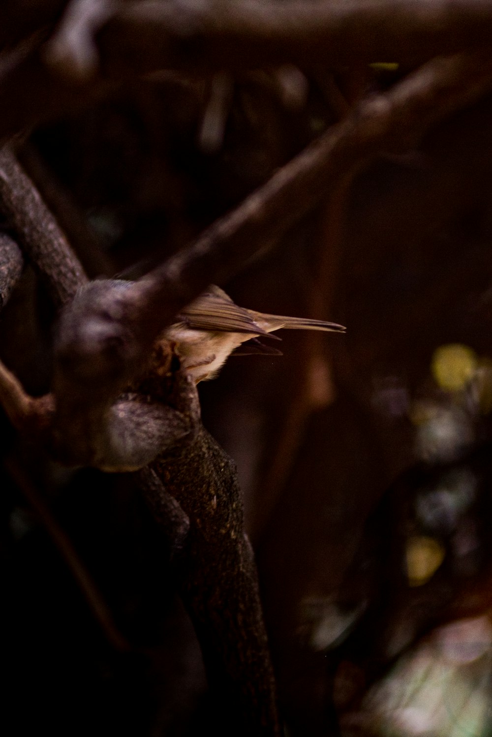 brown bird on brown tree branch