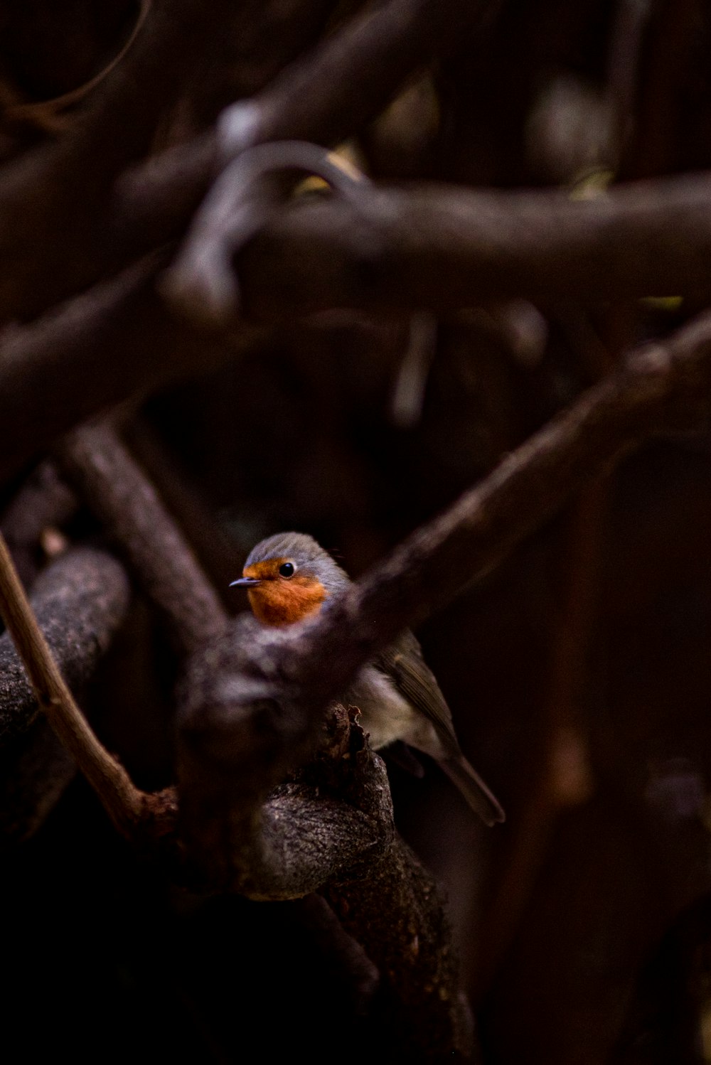 brown and gray bird on brown tree branch