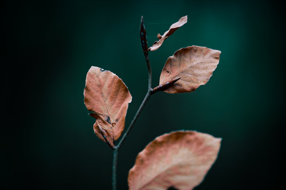 クローズアップ写真の茶色の葉