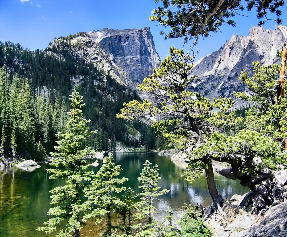 green trees near lake during daytime