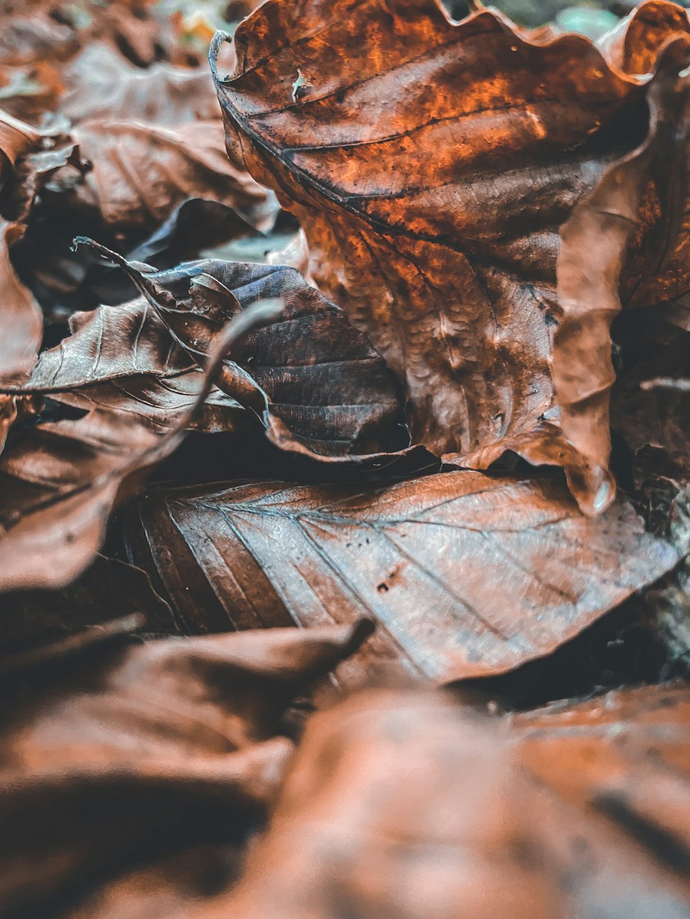 brown dried leaves on ground