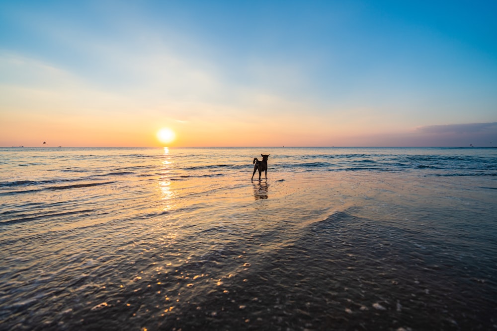 silhouette of 2 person walking on beach during sunset