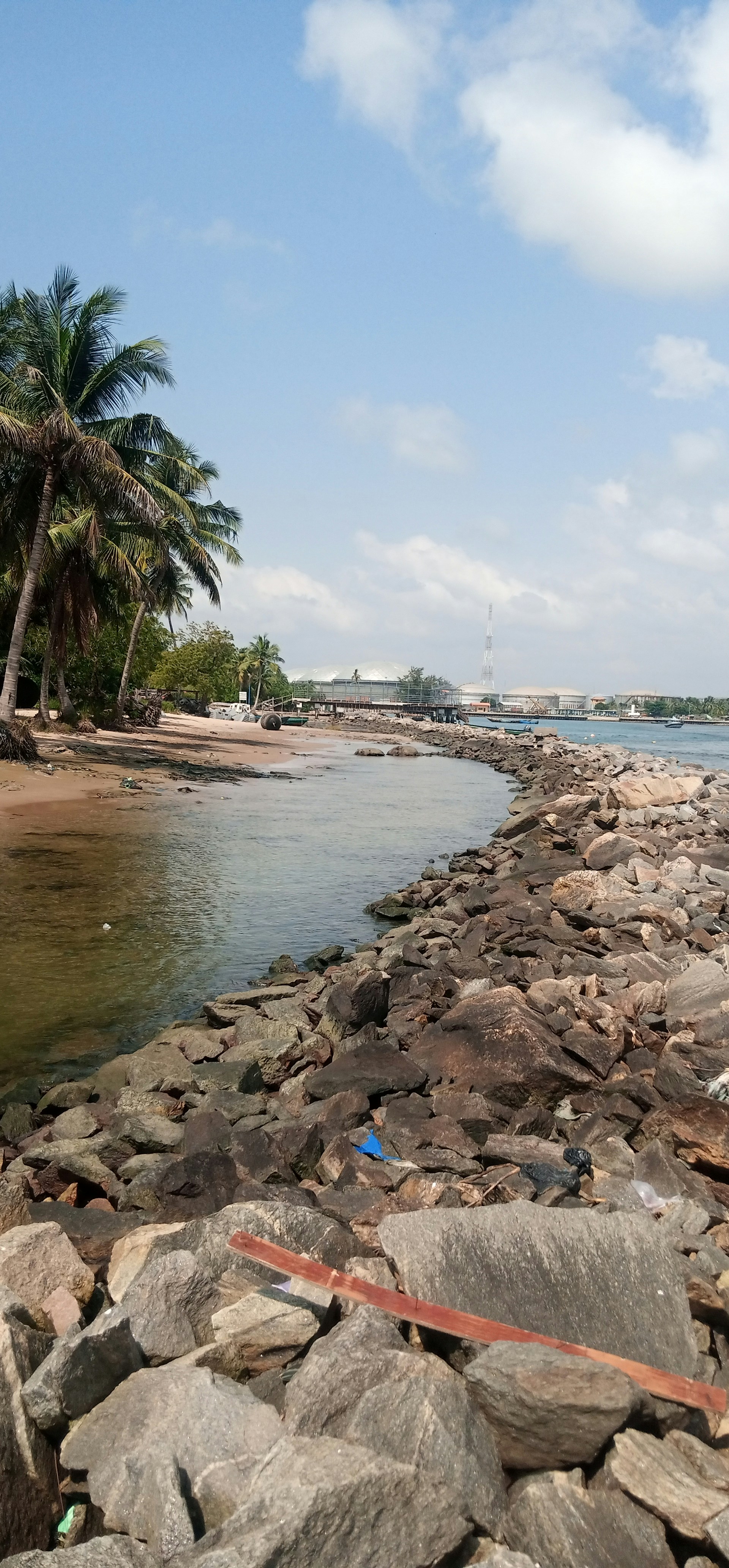 Pernambuco shoreline with palm trees