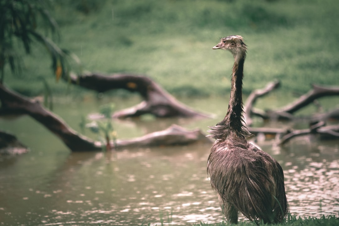 brown duck on water during daytime