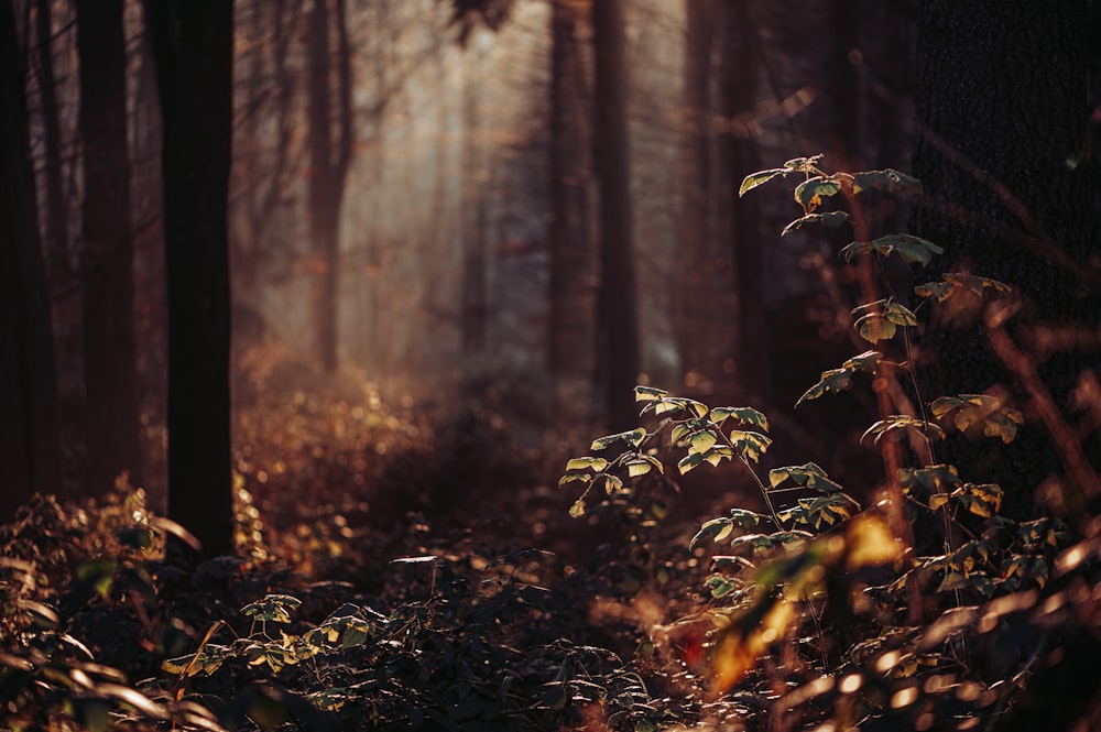 brown plant on forest during daytime