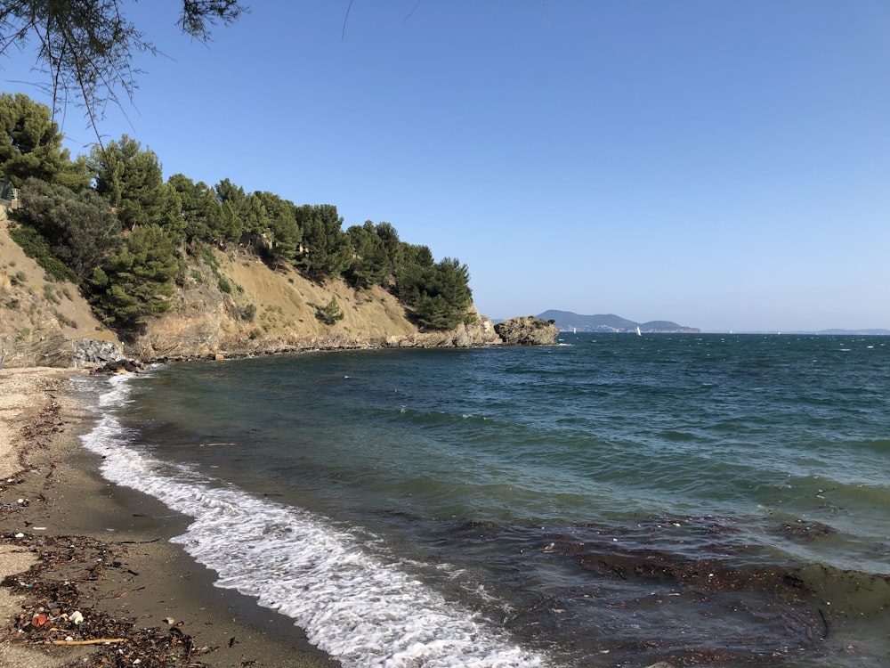 green trees on brown sand beach