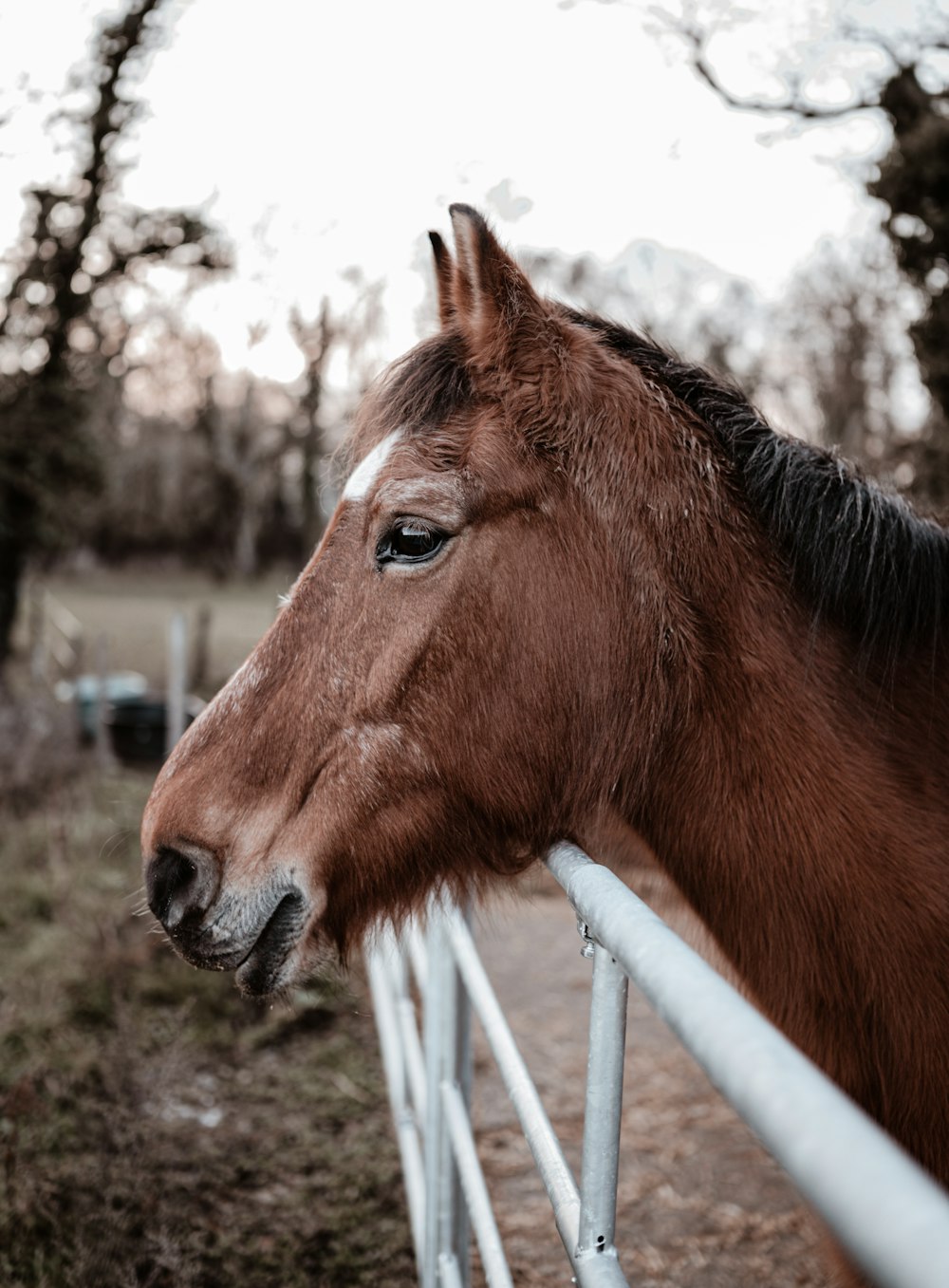 brown horse standing on green grass field during daytime