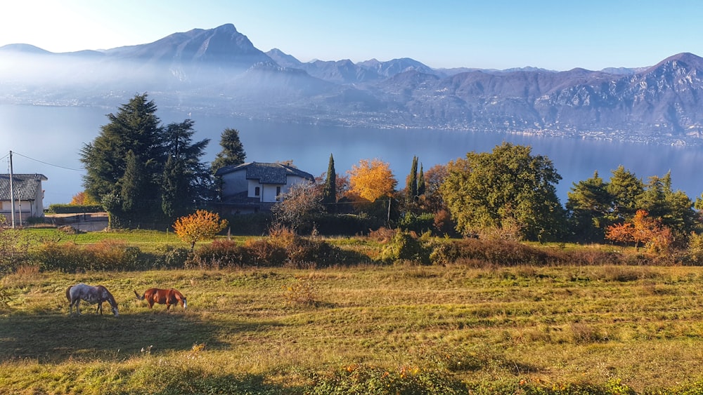 brown horse on green grass field near green trees and mountains during daytime