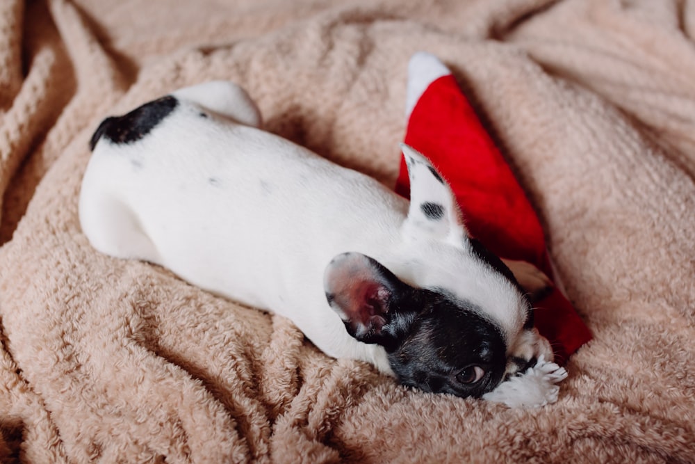 white and black short coated dog lying on brown textile