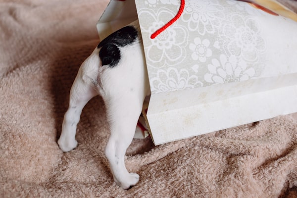 Puppy looking inside a gift bag