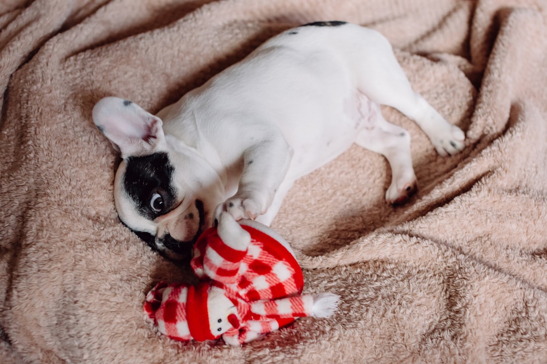 white and black short coated small dog lying on brown textile