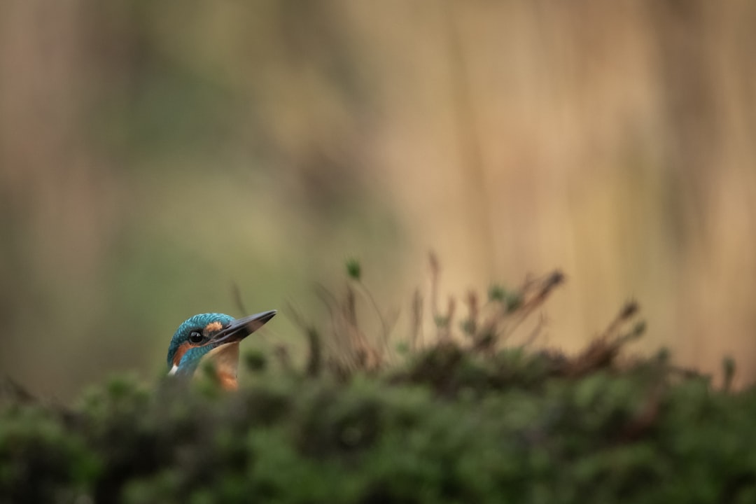 blue bird on brown grass during daytime