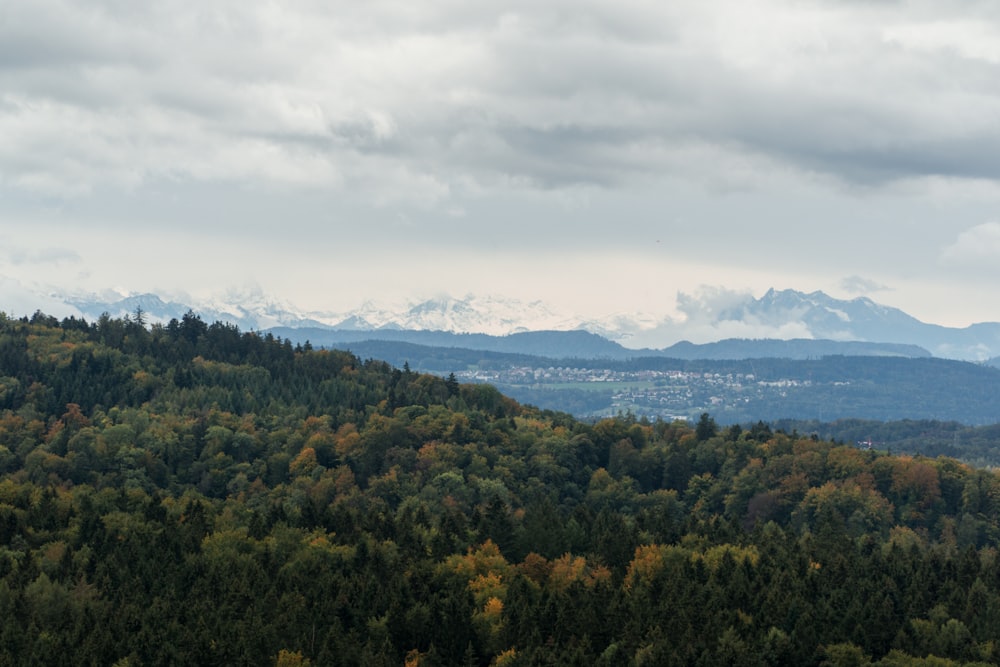 green trees under white clouds during daytime