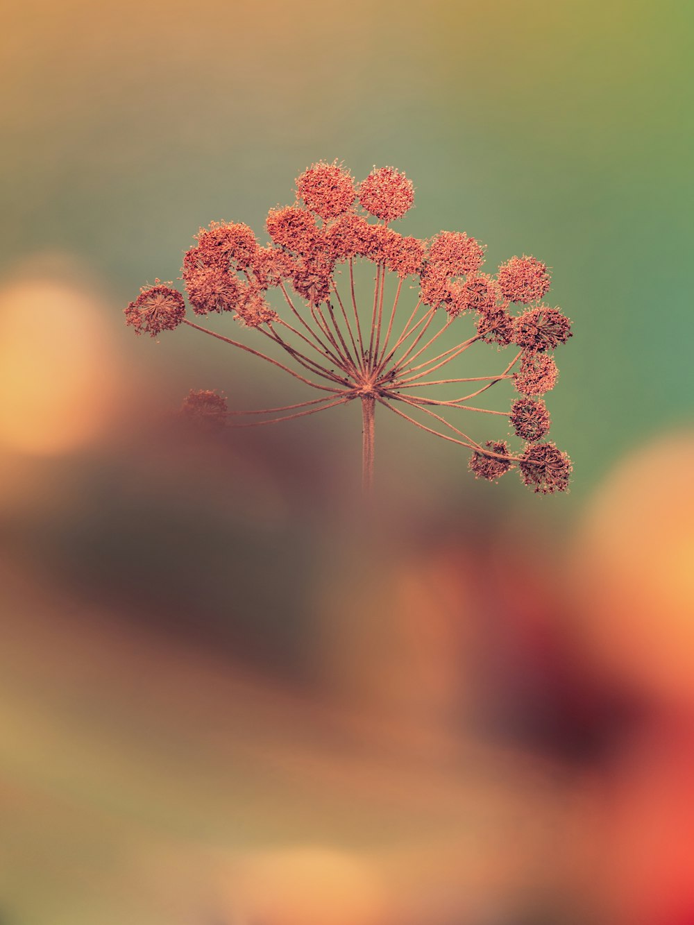 fleur blanche et brune en gros plan photographie