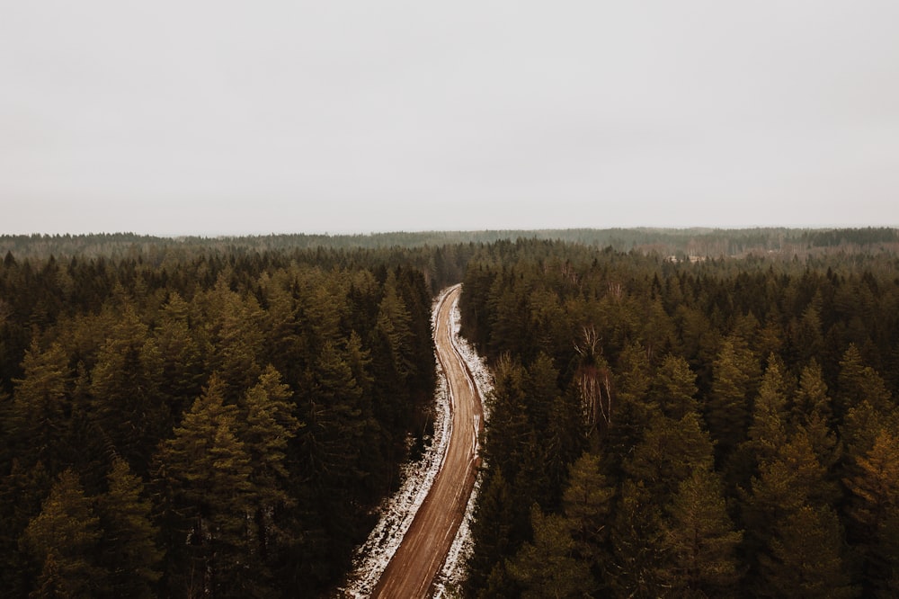 gray road between green trees under white sky during daytime