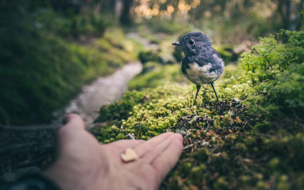 schwarz-weißer Vogel an der Hand