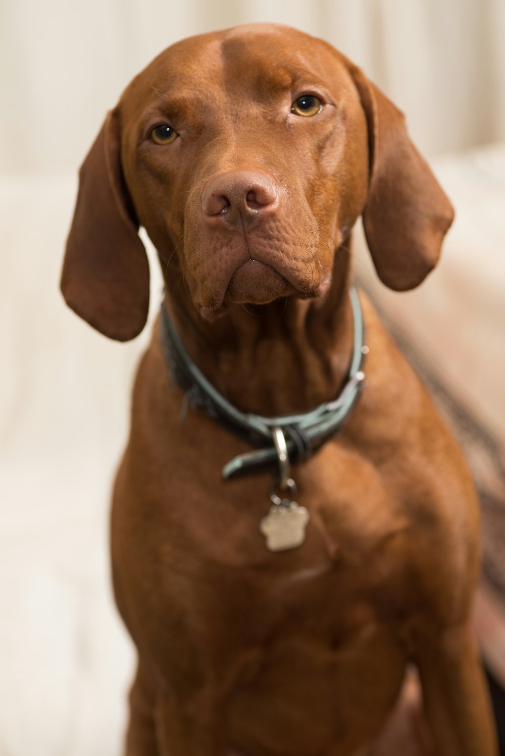 brown short coated dog with silver ring