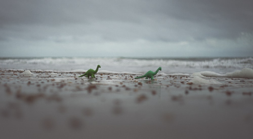 green frog on body of water during daytime