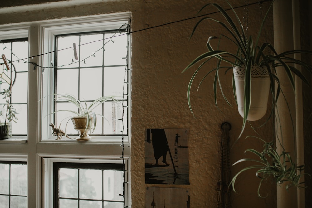 green plant beside white wooden framed glass window