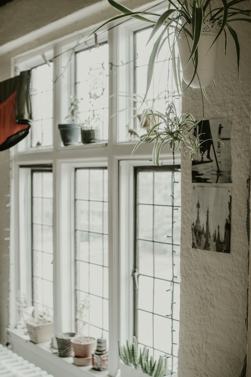 green potted plant on white wooden framed glass window