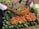 A market scene featuring fresh produce including cucumbers, carrots, and green beans. Two hands are visible; one holds an orange basket filled with green beans and carrots, while the other is reaching to take a carrot from the display.