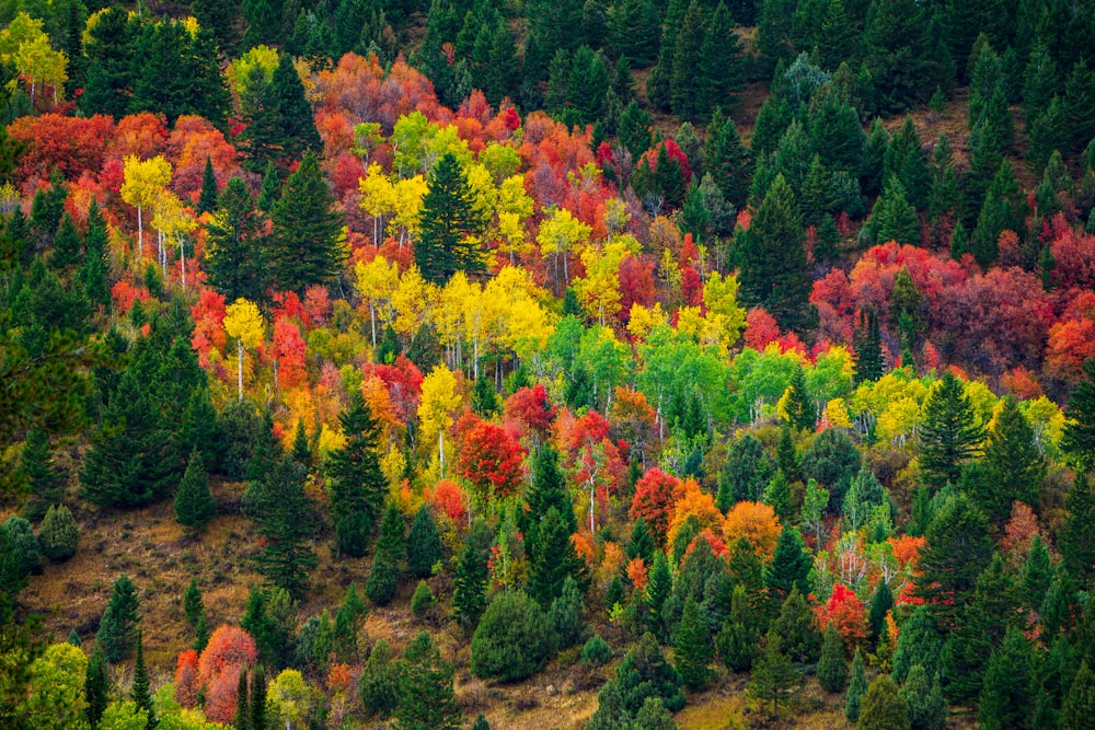 an aerial view of a forest with lots of trees