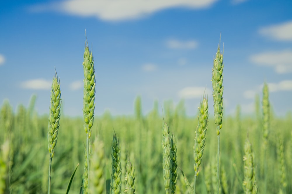 Grünes Weizenfeld unter blauem Himmel tagsüber